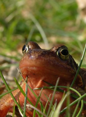 Common frog - Rana temporaria - Bruine kikker