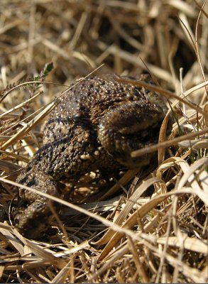 Common toad - Bufo bufo - Gewone pad