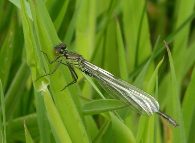 fresh male
