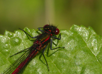 Large Red Damselfly - Pyrrhosoma nymphula - Vuurjuffer