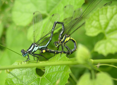 Mesopodagrion tibetanum
