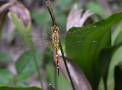Pantala flavescens