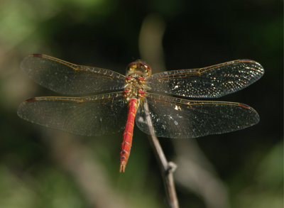 Dragonflies from China and Tibet