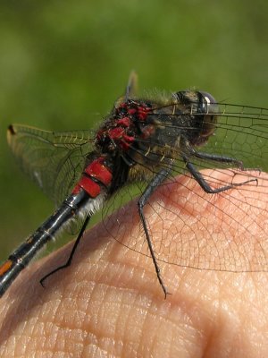 Small whiteface - Leucorrhinia dubia - Venwitsnuitlibel