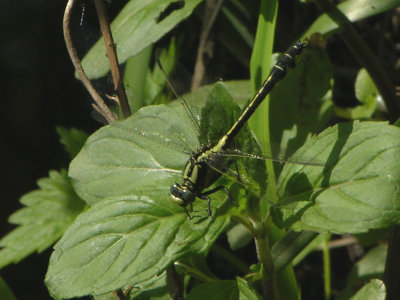 Beekrombout - Gomphus vulgatissimus - Common Clubtail