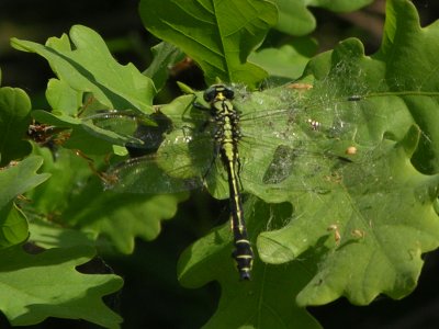 Beekrombout - Gomphus vulgatissimus - Common Clubtail