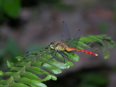 Sympetrum eroticum eroticum