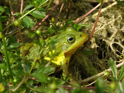 Pool frog - Rana lessonae - Poelkikker