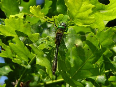 Smaragdlibel - Cordulia aenea - Downy 