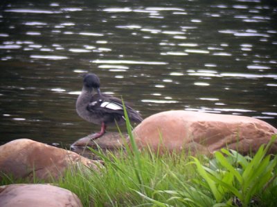 Brazilian merganser