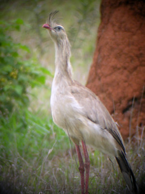 Red-legged seriema