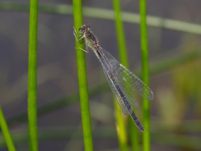 g6/69/756269/3/79885123.4HW20nPB.jpg