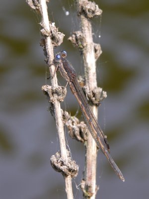 Sympecma fusca