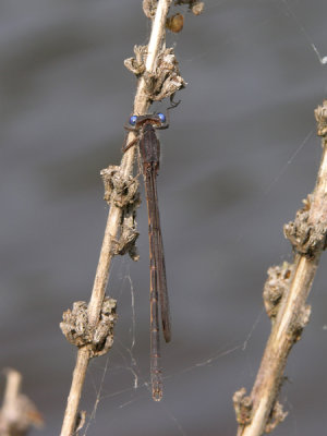 Sympecma fusca