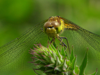 Common darter - Sympetrum Striolatum - Bruinrode heidelibel