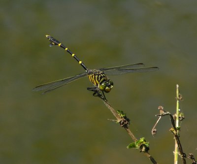 Neotropical dragonflies