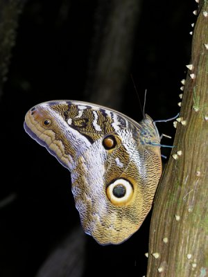 Idomeneus giant owl