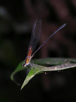 Hetaerina male