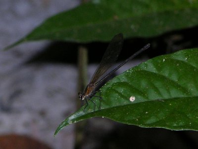 Hetaerina female