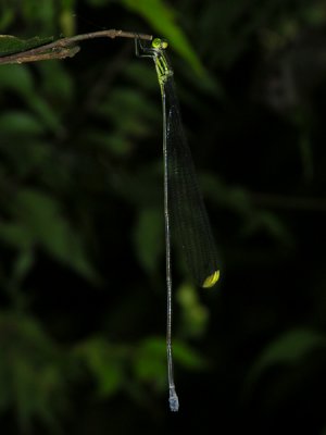 Mecistogaster linearis female