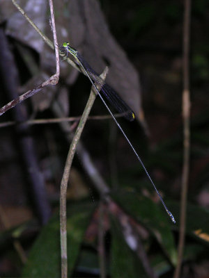 Mecistogaster linearis male