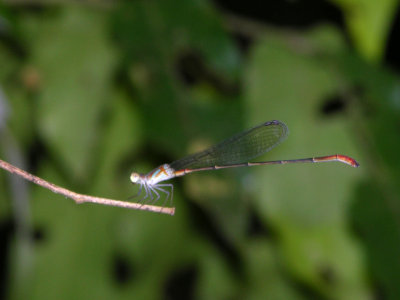 Phoenicagrion sp. male