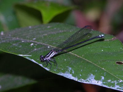 Argia female