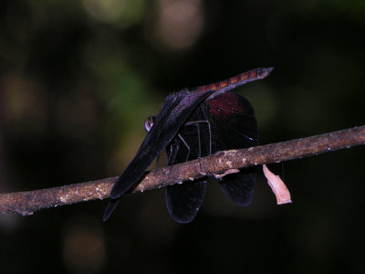Diastatops female