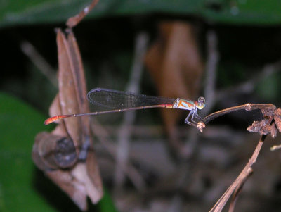 Phoenicagrion sp. male