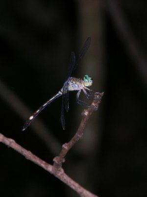 More brazilian dragonflies