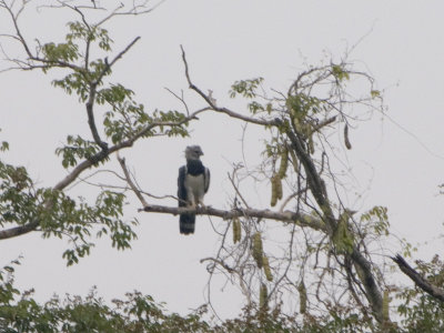 hhhhhh..... harpy eagle