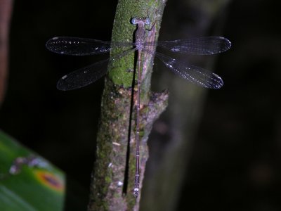 Lestes sp male