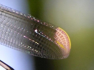 Mecistogaster ornata wingtip