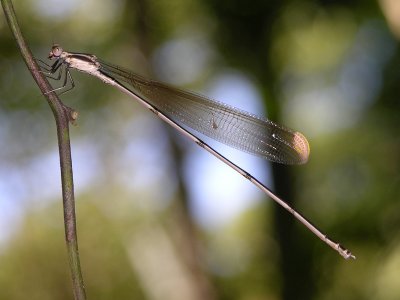 Mecistogaster ornata male