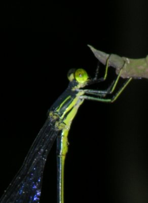 microstima anomalum male thorax