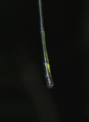 microstima anomalum male last segments