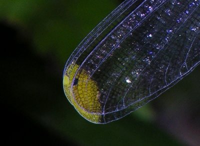 microstima anomalum female wingtip