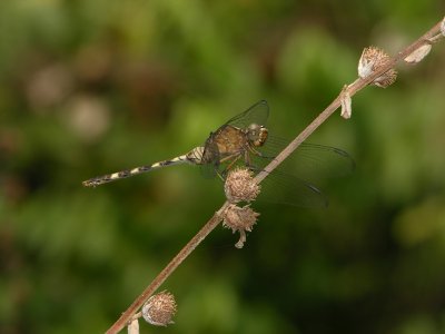 Erythemis plebeja