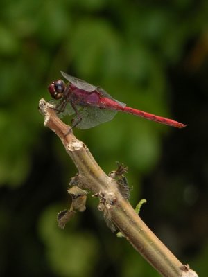 Orthemis schmidti male