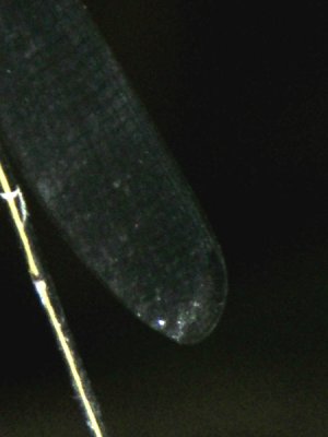 Mecistogaster linearis wingtip