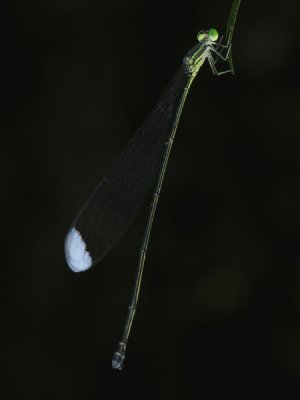 Pseudostigmatidae