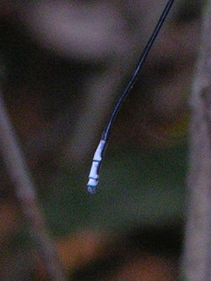 mecistogaster lucretia man4.tif