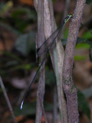 Pseudostigmatidae