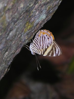 Zebra beauty