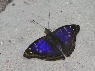 Agathina emperor