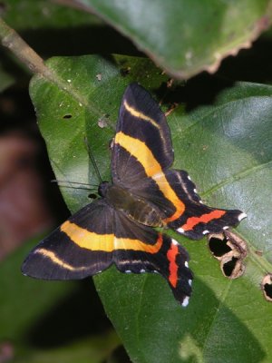 Aulestes swordtail