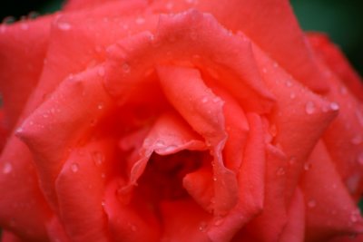 Flower in Rain