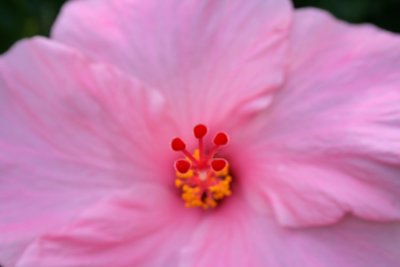 Pink Flower