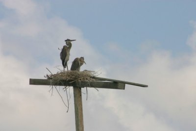 birds on t-pole