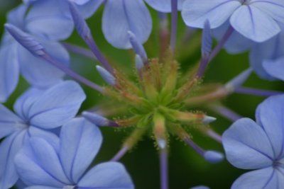 Center of Flower